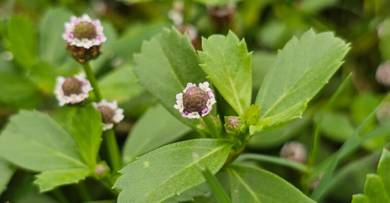 Fast-Spreading Perennials That Fill California Garden Gaps Without Taking Over Your Yard