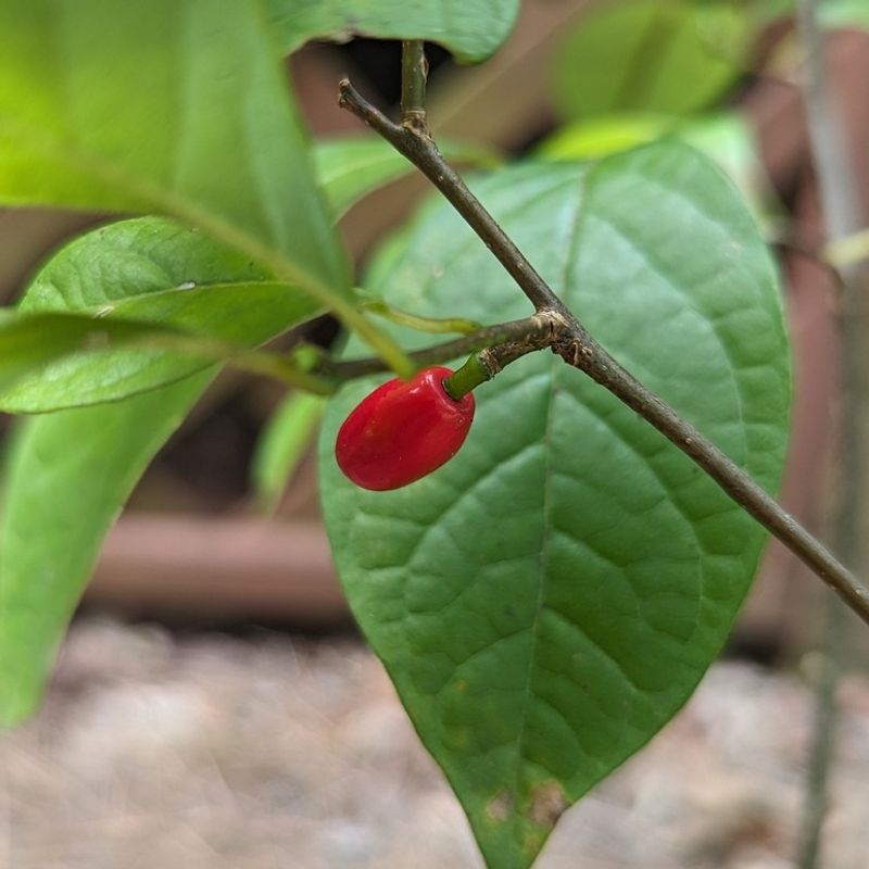 Feed Birds With Bright Red Fruit Feed Birds With Bright Red Fruit