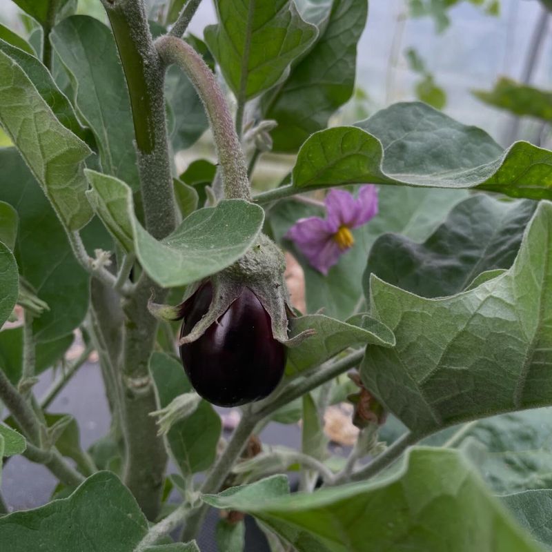 Feed Carefully Without Pushing Too Much Leaf Growth Feed Carefully Without Pushing Too Much Leaf Growth