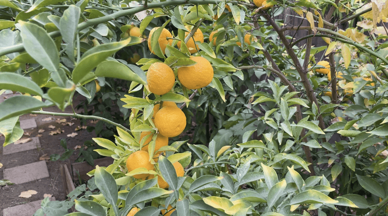 Feed Citrus During Active Growth Periods