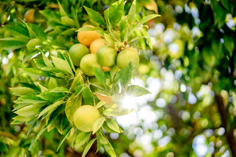 Feed Citrus During Its Early Summer Window
