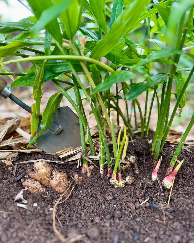 Feed Ginger Through The Growing Season