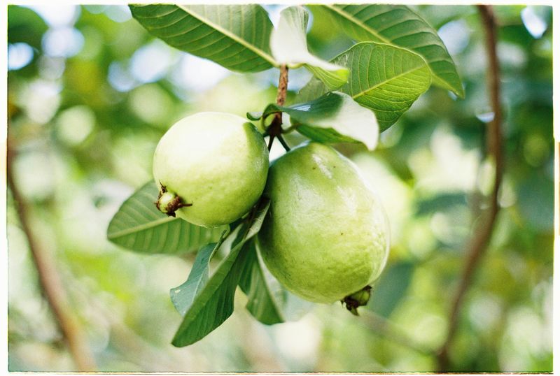 Feed Guava Trees Before Summer Rains Take Over