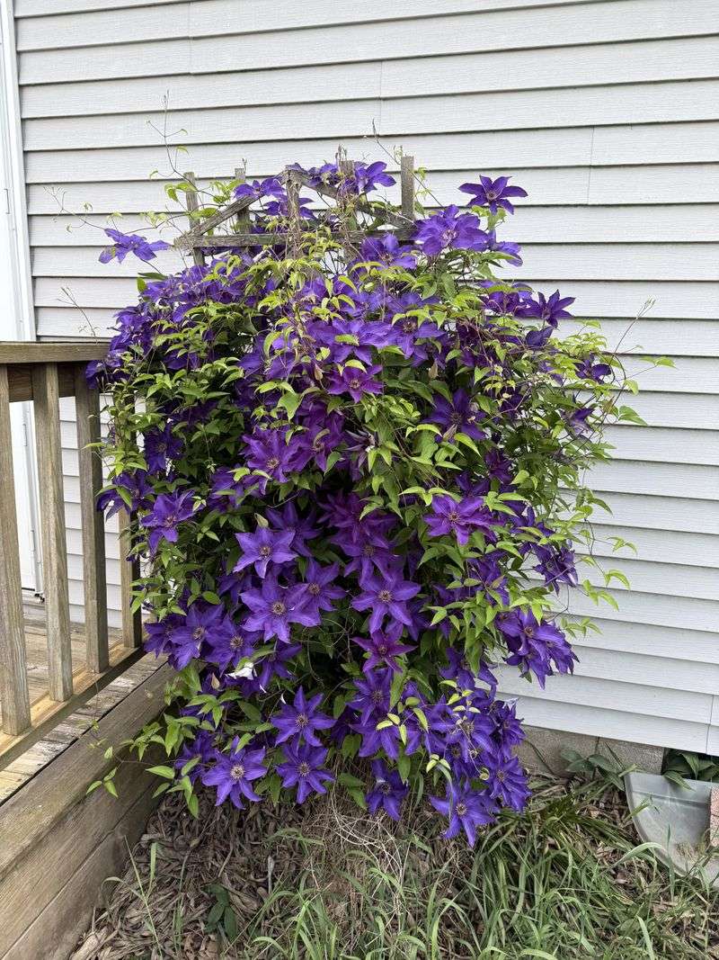 Feed In June If The Vine Is Actively Growing
