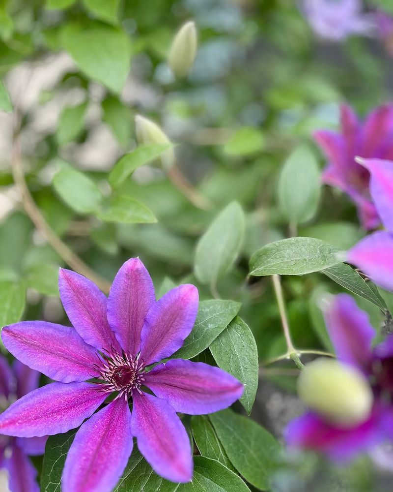 Feed It With A Low-Nitrogen Fertilizer During The Growing Season Feed It With A Low-Nitrogen Fertilizer During The Growing Season