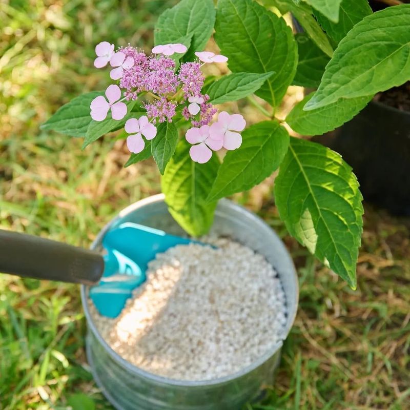 Feed Lightly And Avoid Overfertilizing Feed Lightly And Avoid Overfertilizing