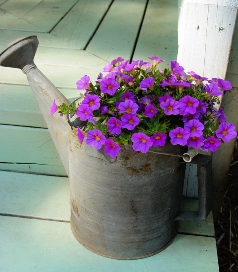 Feed Lightly And Often To Keep Flowers Coming