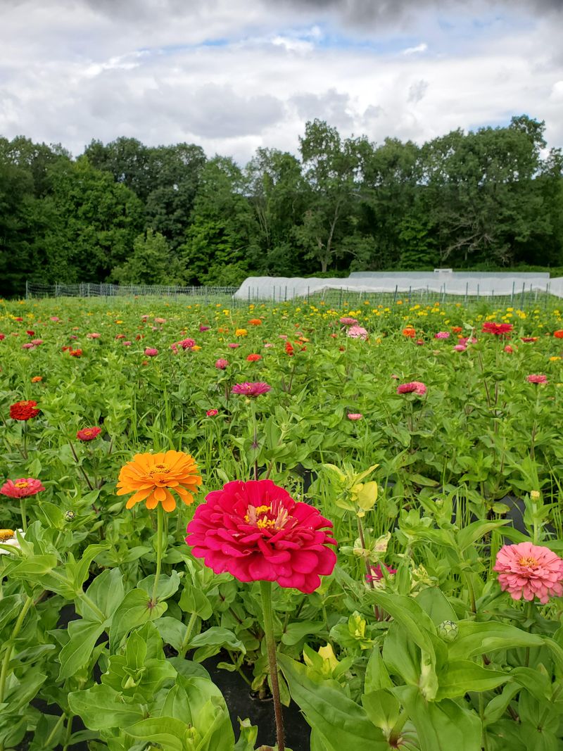Feed Lightly For Steady Flowers Feed Lightly For Steady Flowers