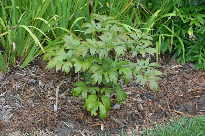 Feed Lightly Only If Your Peonies Need It Feed Lightly Only If Your Peonies Need It