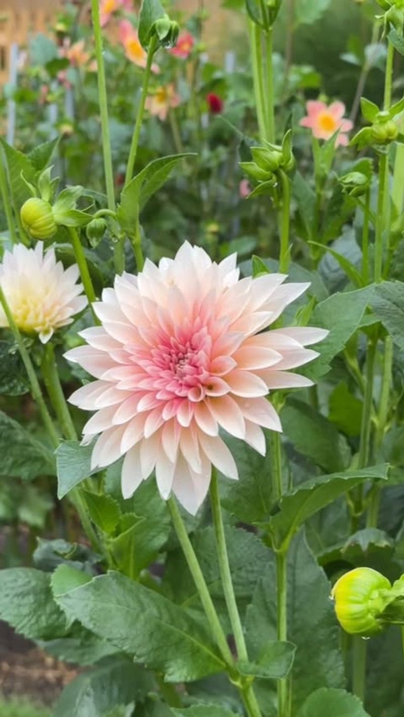 Feed Lightly So Plants Keep Blooming Without Going Soft