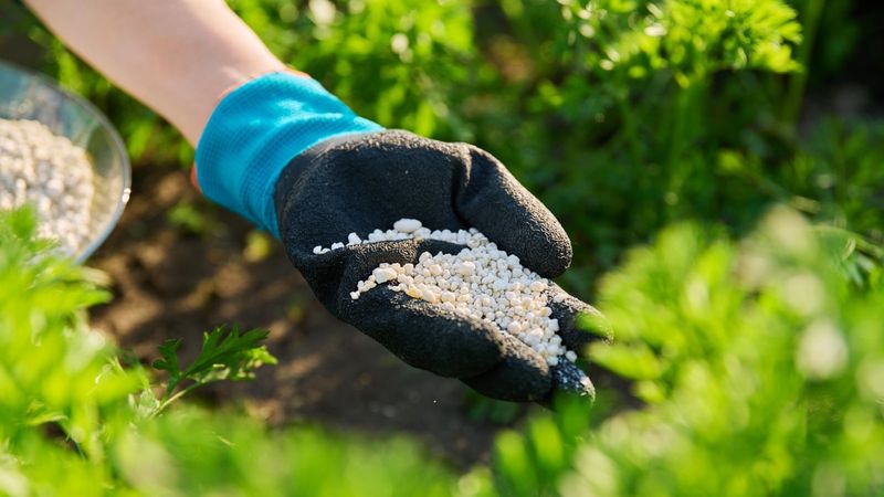 Feed Lightly With Bloom-Boosting Fertilizer Feed Lightly With Bloom-Boosting Fertilizer