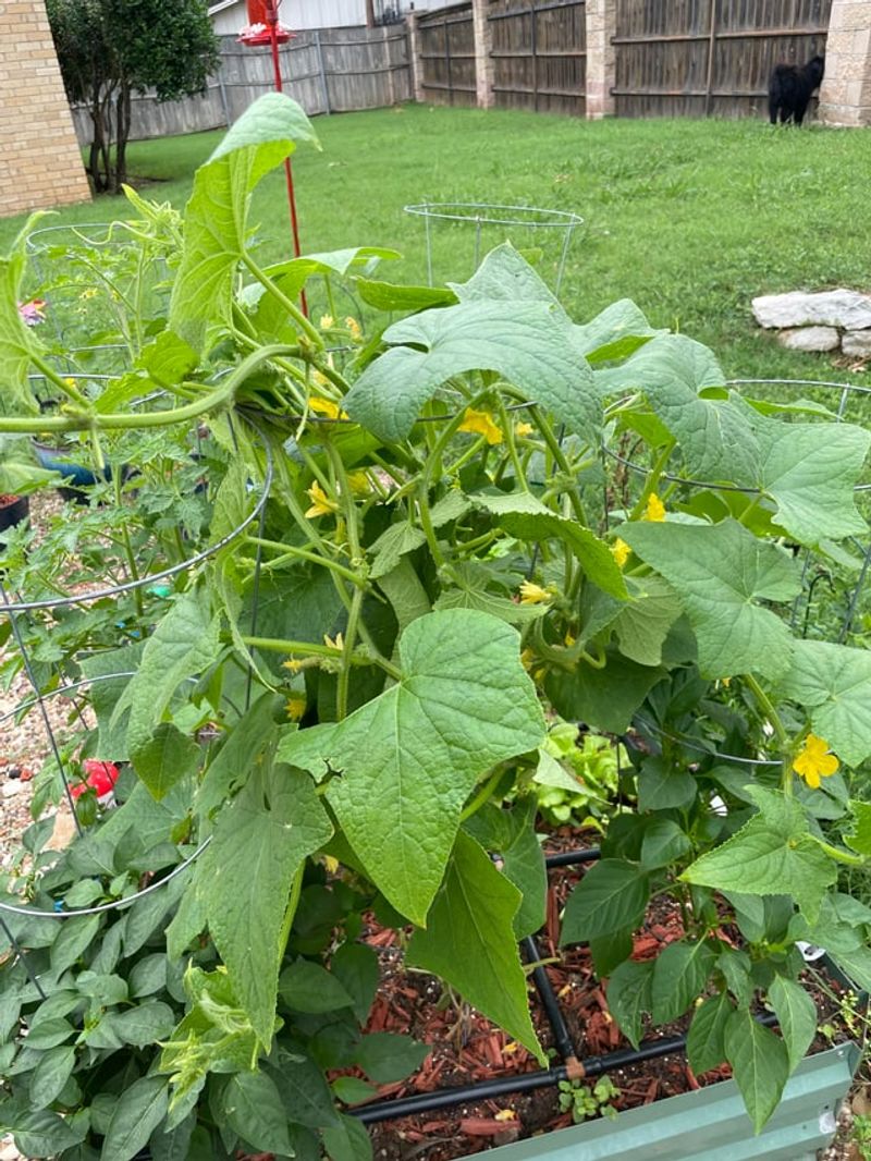 Feed Once Flowers And Fruit Start Feed Once Flowers And Fruit Start