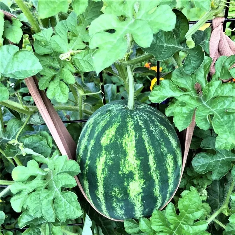 Feed Plants Before Heavy Fruiting Begins