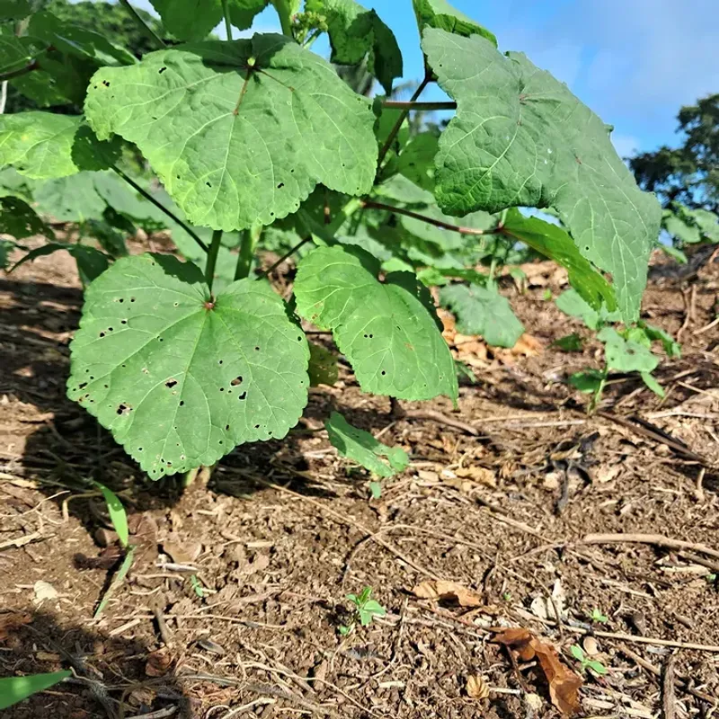 Feed Plants With A Balanced Fertilizer