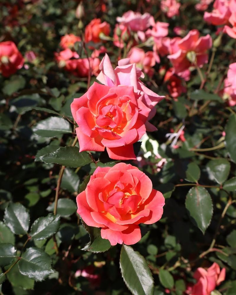 Feed Plants With Nutrients To Support Continued Blooming Feed Plants With Nutrients To Support Continued Blooming