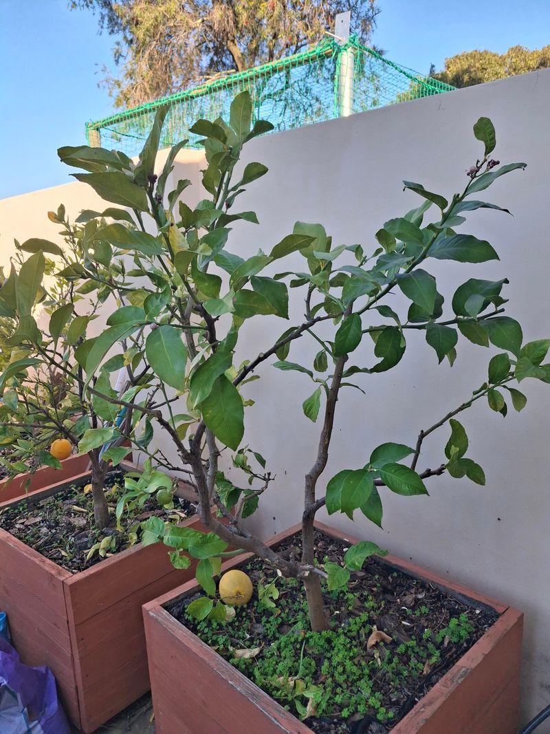 Feed Trees Early In The Summer Growing Season