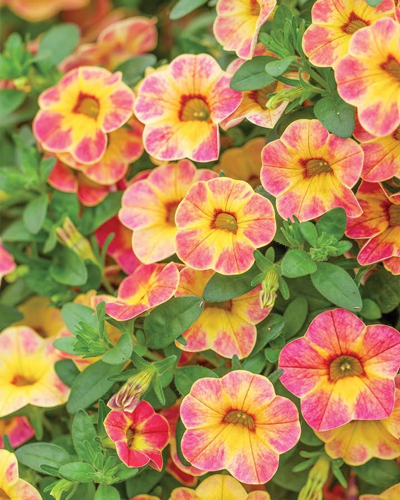 Feed With Liquid Fertilizer Every 1 To 2 Weeks