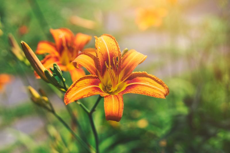 Feed Your Daylilies With A Low-Nitrogen Fertilizer Feed Your Daylilies With A Low-Nitrogen Fertilizer