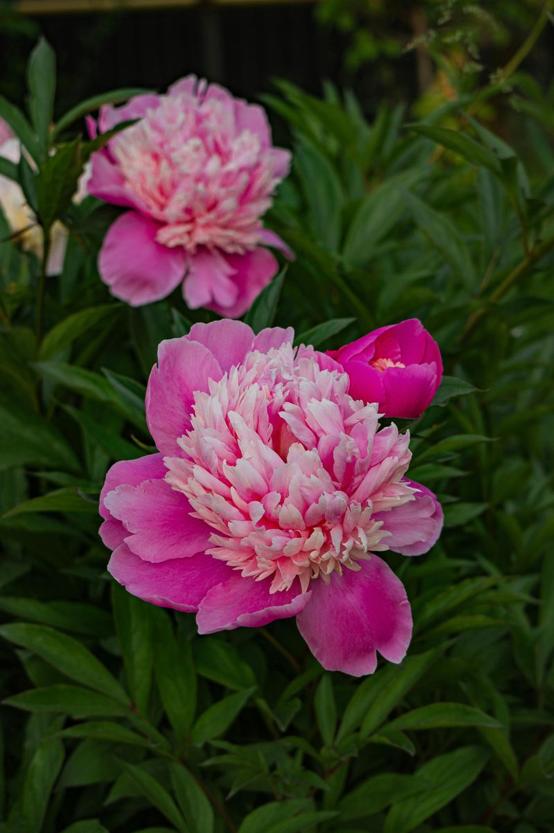 Feed Your Peonies After Blooming To Rebuild For Next Year