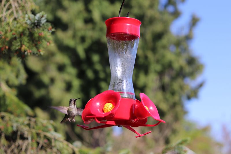 Feeders Have Gone Empty Or The Nectar Has Spoiled