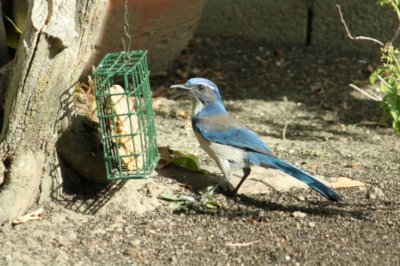 Feeders May Be Supplying Easy Things To Hide