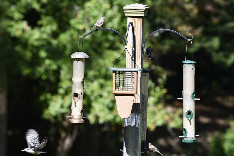 Feeders Placed Near Gardens Train Deer To Visit