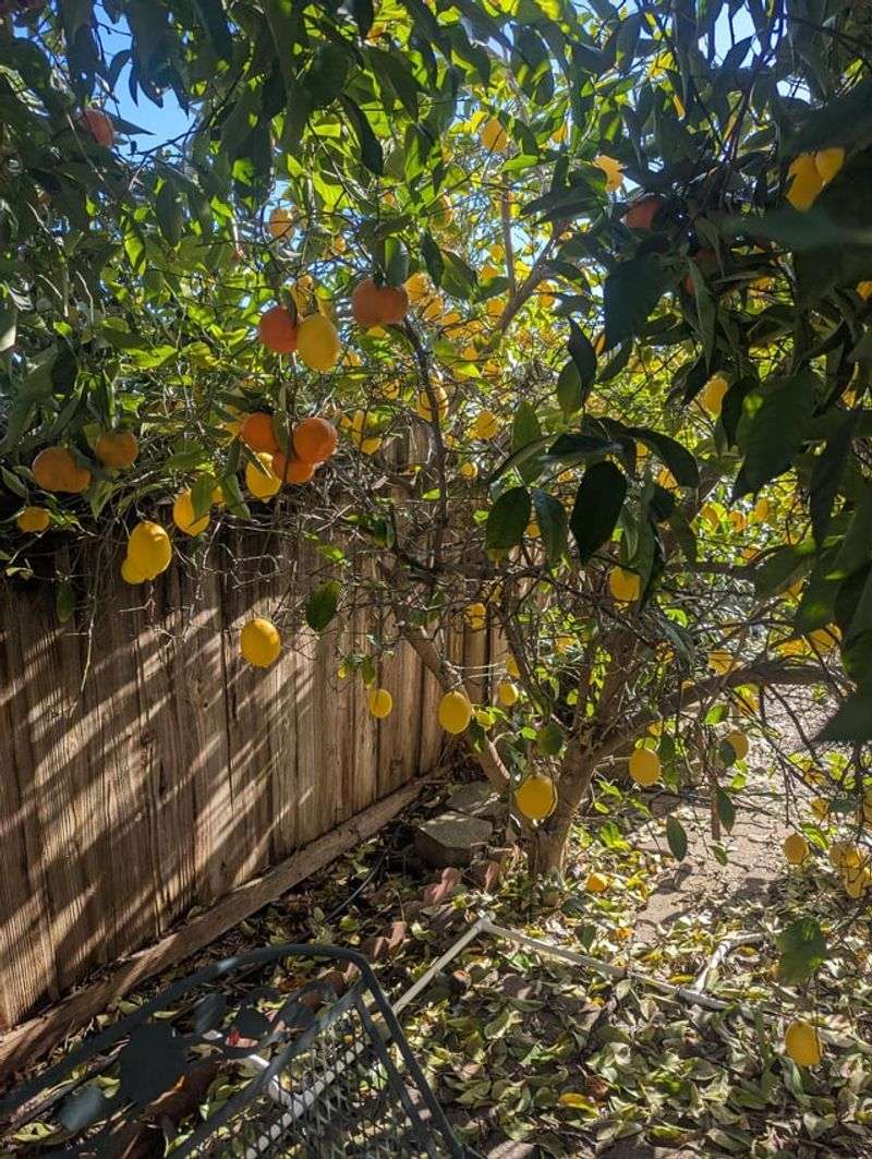Feeding A Tree That Is Dropping Leaves From Water Stress
