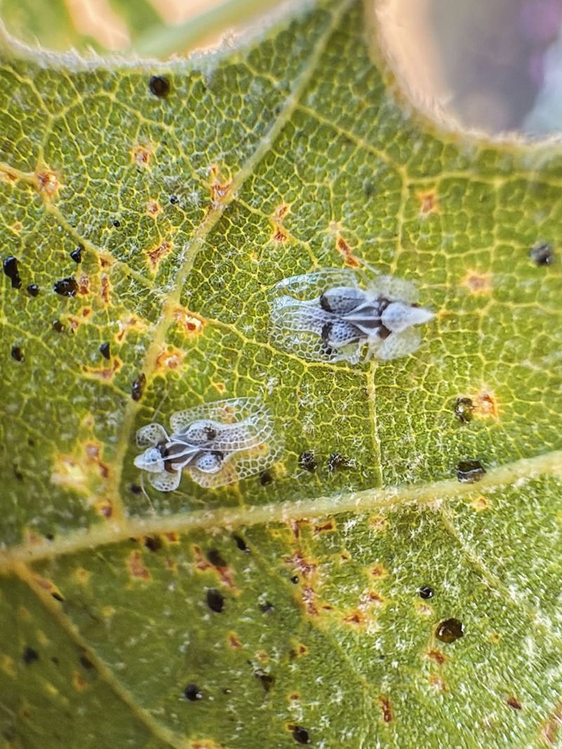Feeding Damage On Sycamore Leaves