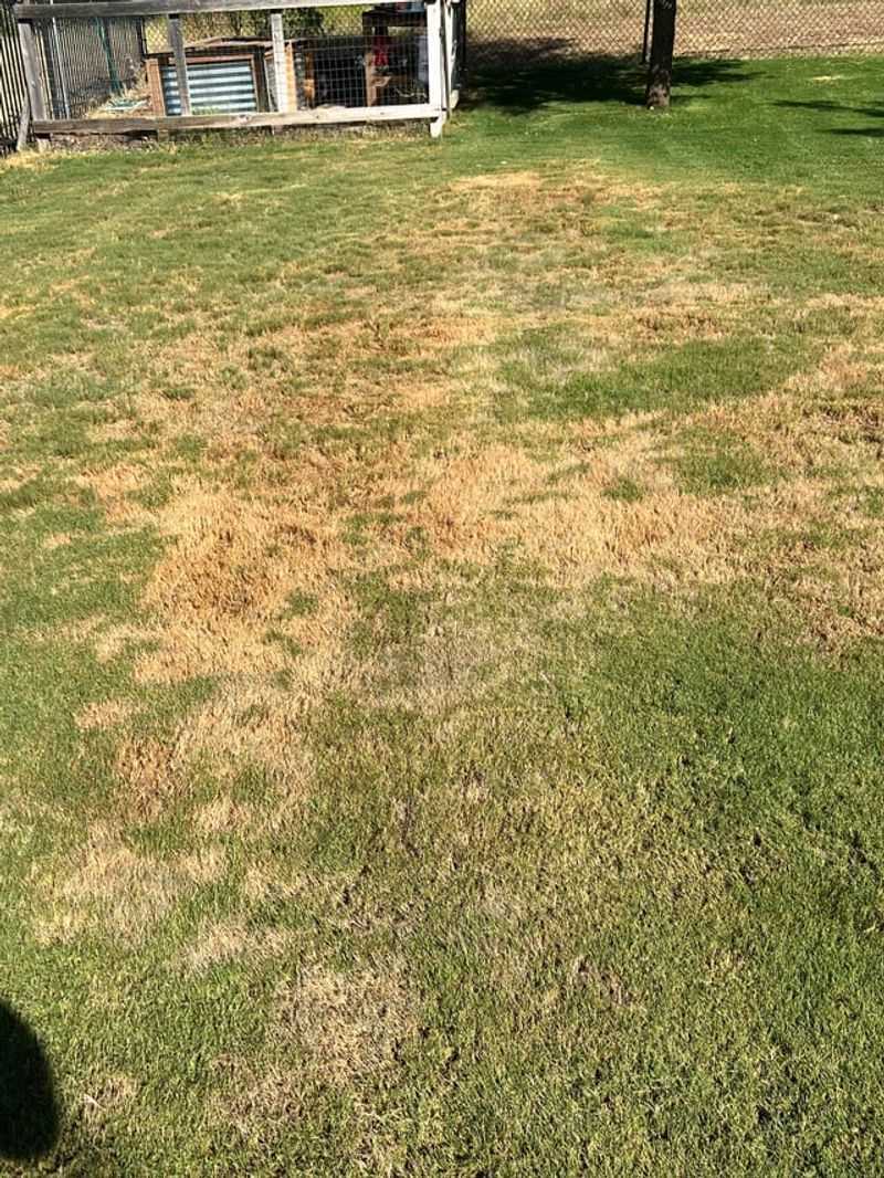 Feeding Drought Stressed Turf Feeding Drought Stressed Turf