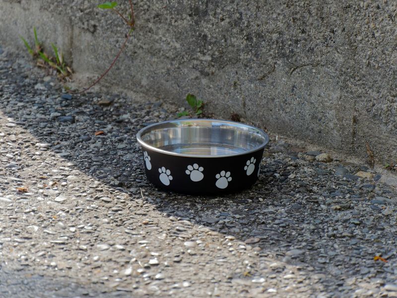 Feeding Pets Outdoors After Dark Feeding Pets Outdoors After Dark