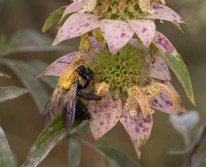 Feeding Pollinators Across More Than One Season Feeding Pollinators Across More Than One Season
