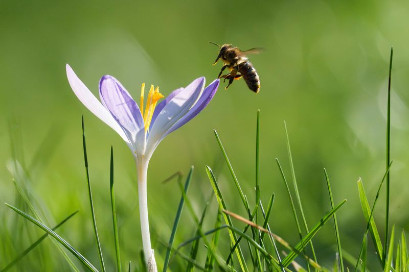 Feeding Pollinators In Early Spring Feeding Pollinators In Early Spring