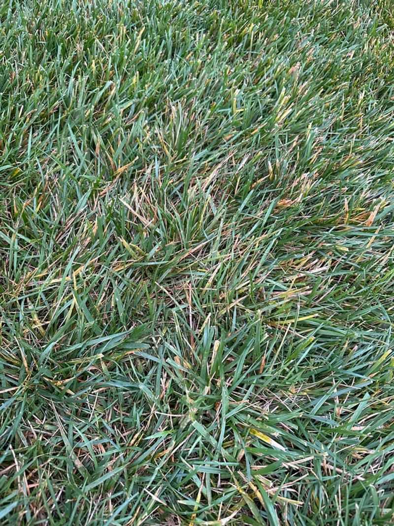 Feeding Tall Fescue Too Late Feeding Tall Fescue Too Late