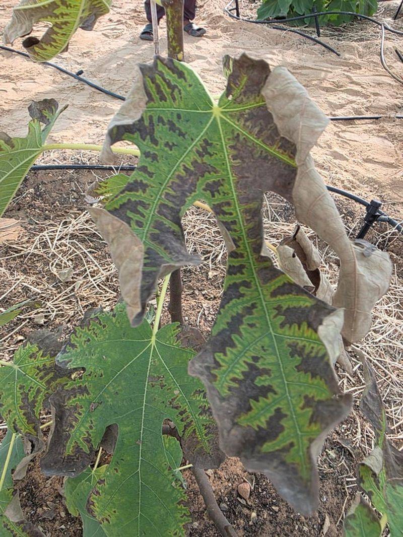 Feeding Too Much Nitrogen During Hot Weather