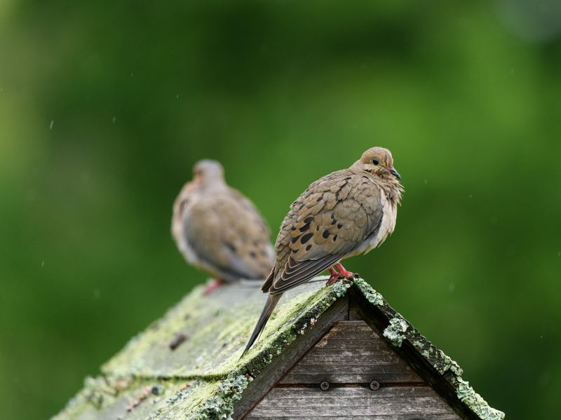 Feeding Young Nearby