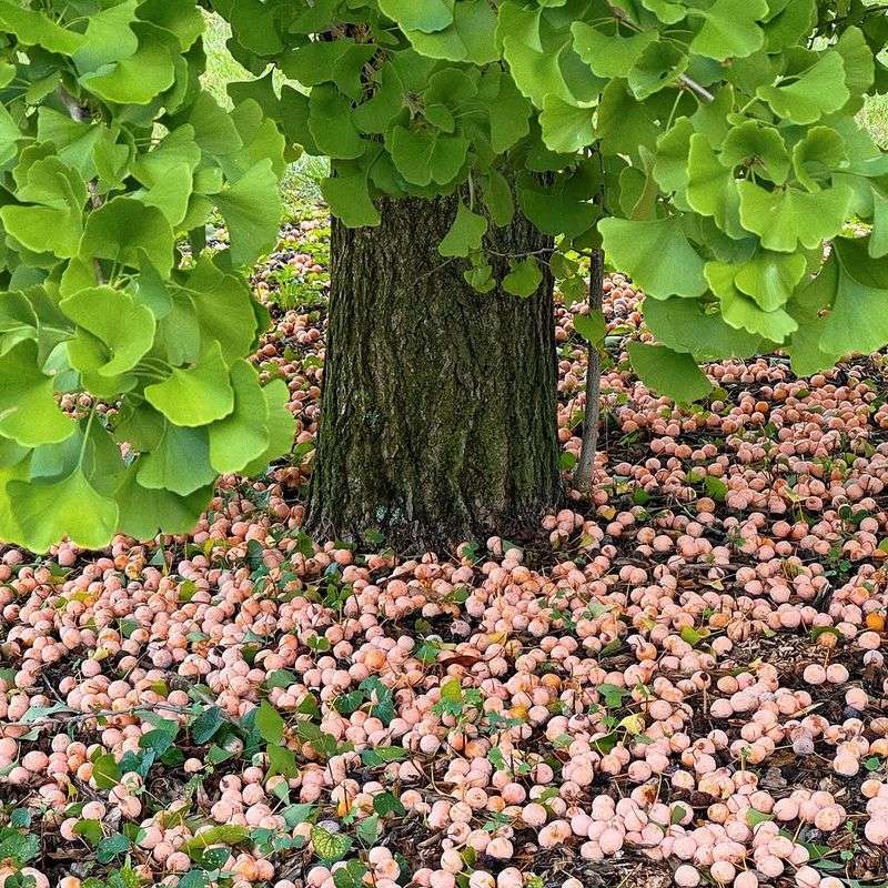 Female Ginkgo