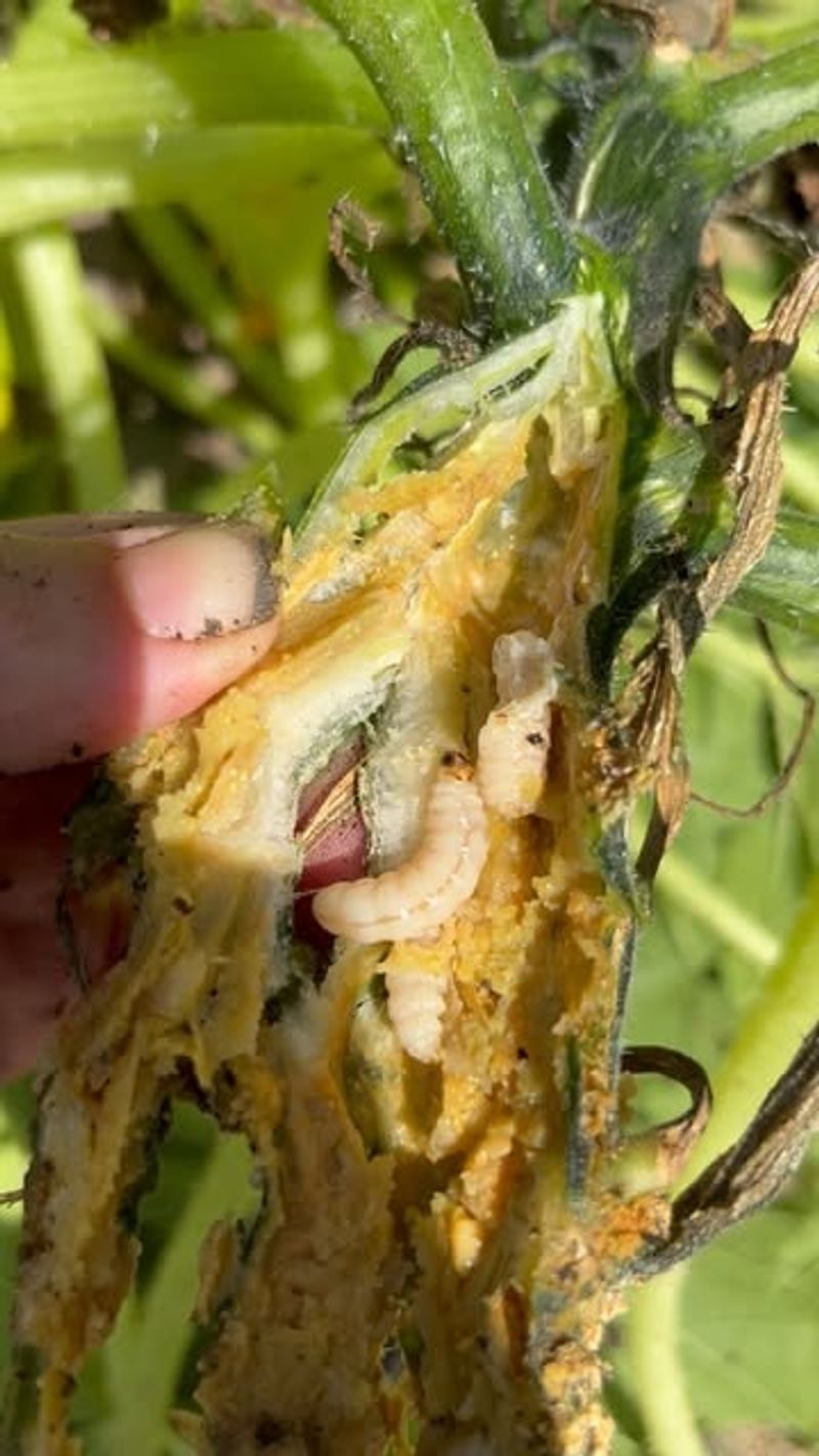 Female Moths Lay Eggs At Stem Base Female Moths Lay Eggs At Stem Base