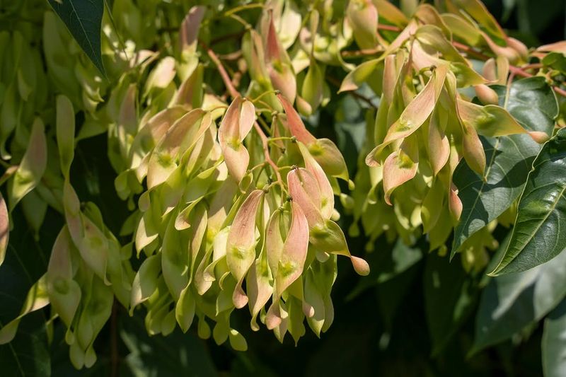 Female Trees Spread Thousands Of Papery Seeds Female Trees Spread Thousands Of Papery Seeds