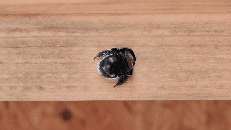 Females Tunnel Into Exposed Wood