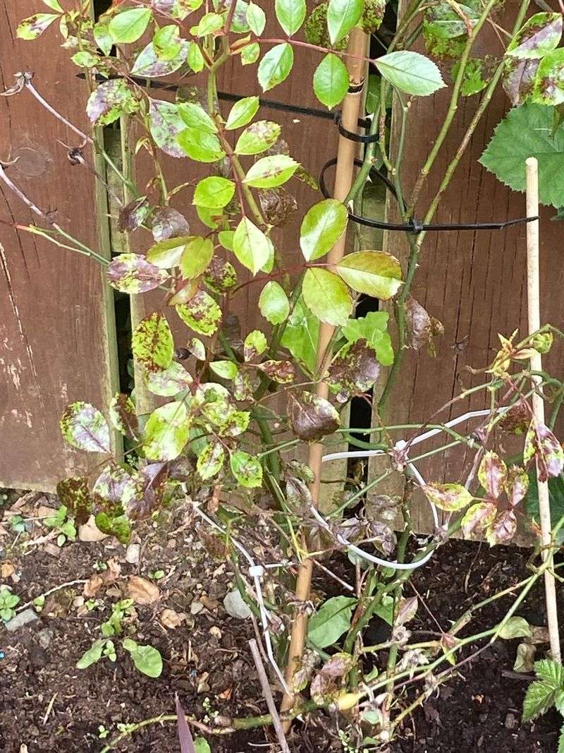 Fence Lines Can Block Airflow