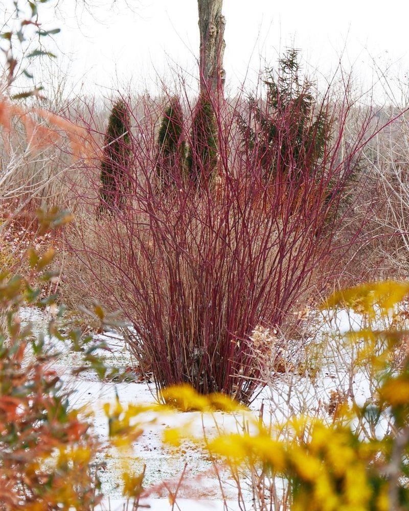 Fence Lines Give This Shrub Room To Spread