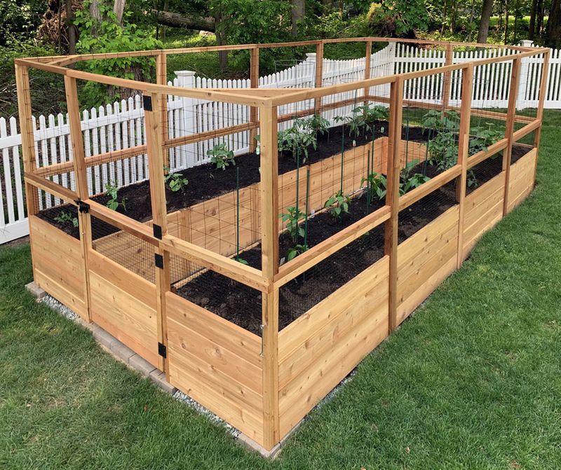 Fence Vegetable Beds First