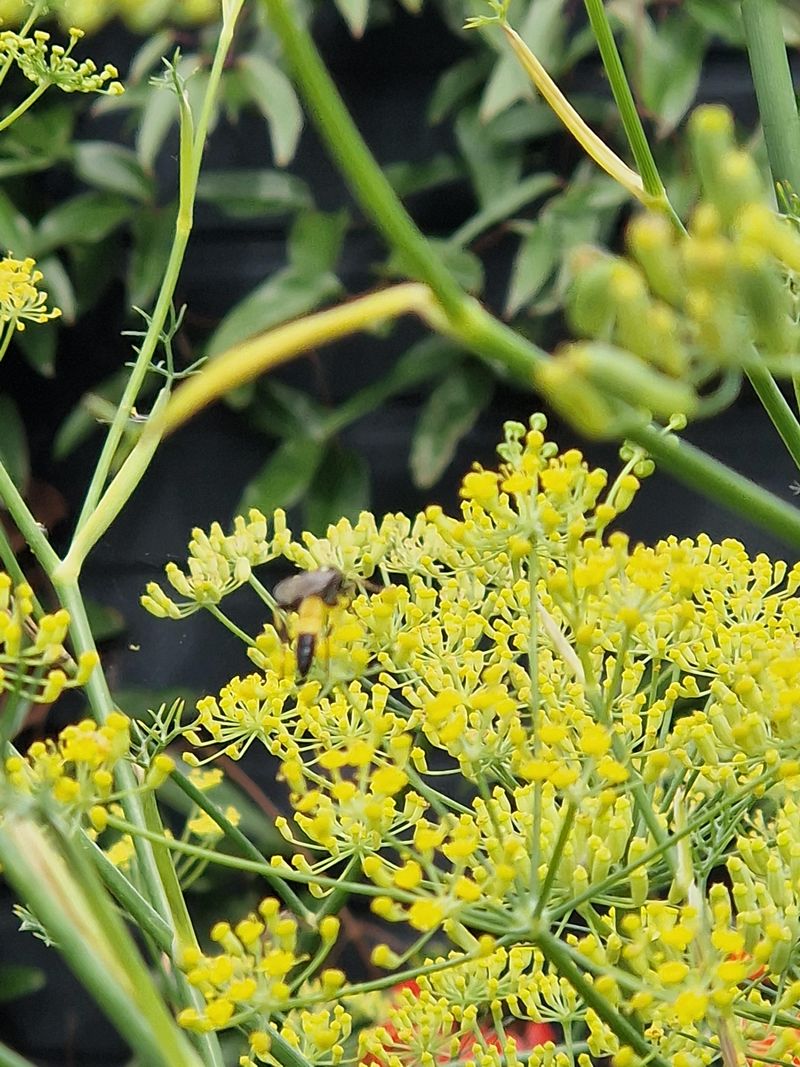Fennel Blooms Bring In Hoverflies And Lacewings