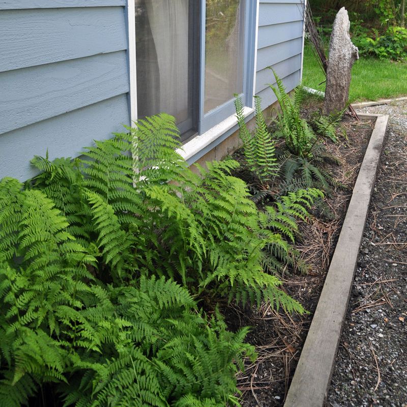 Fern Beds Can Stay Cool And Damp In Shady Yards