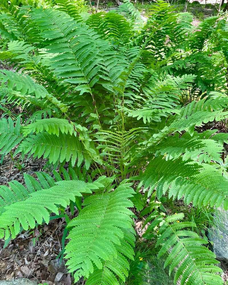 Fern Beds Stay Moist During Hot Summer Weather Fern Beds Stay Moist During Hot Summer Weather