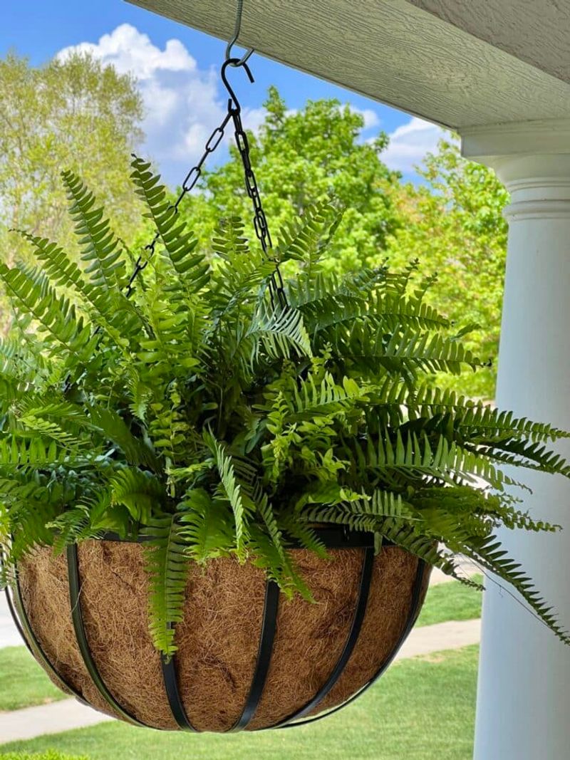 Ferns Dry Out Quickly When Pots Overheat
