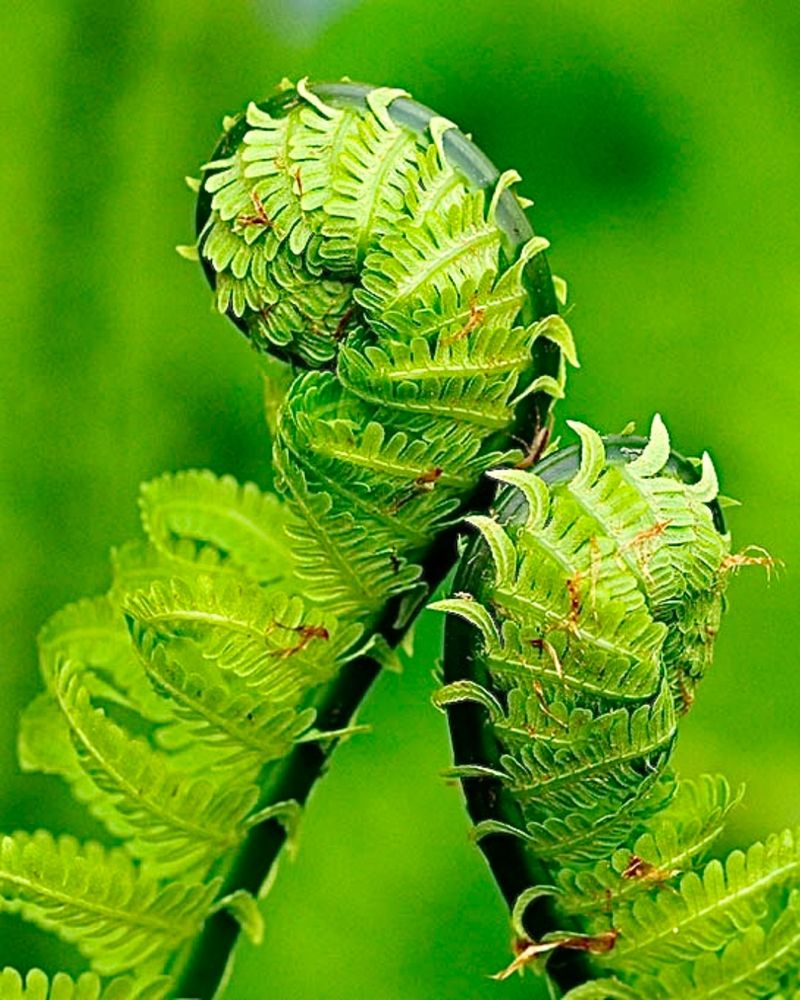 Ferns (Dryopteris Or Ostrich Fern)