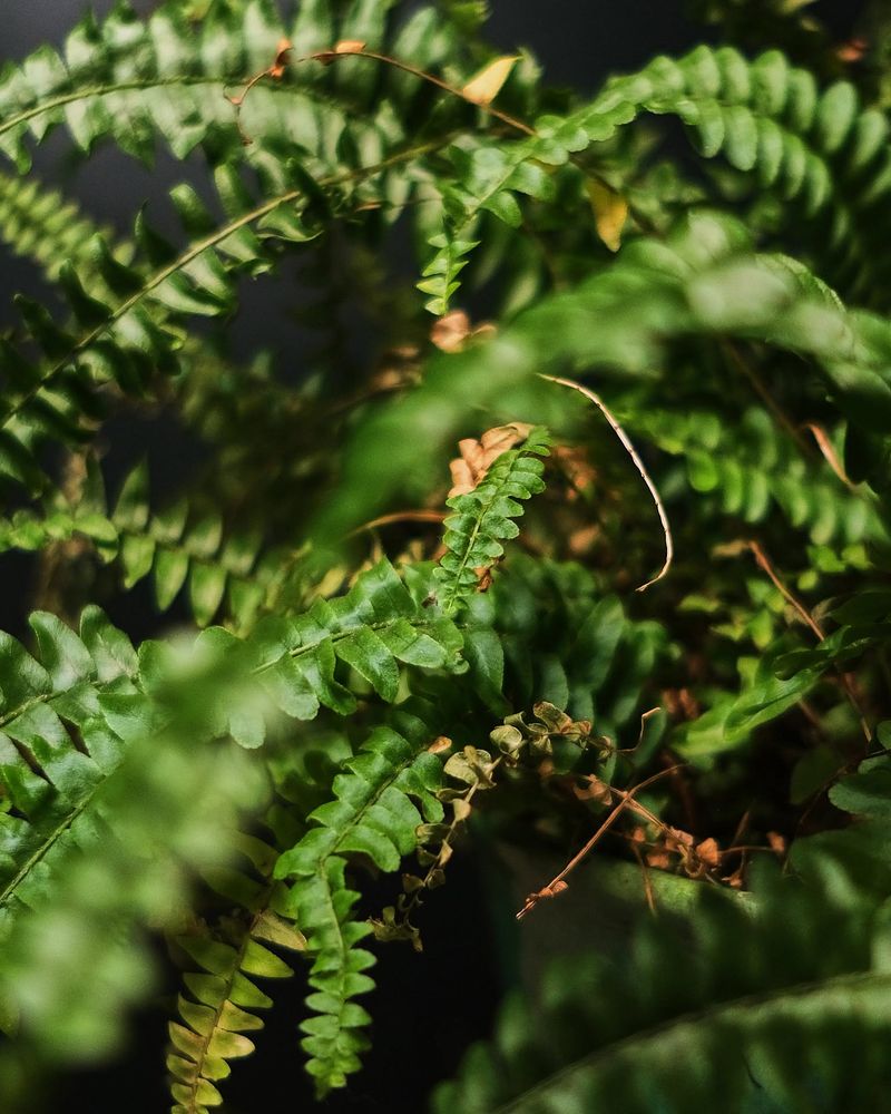 Ferns Need A Cooler Spot Before Fronds Turn Crispy
