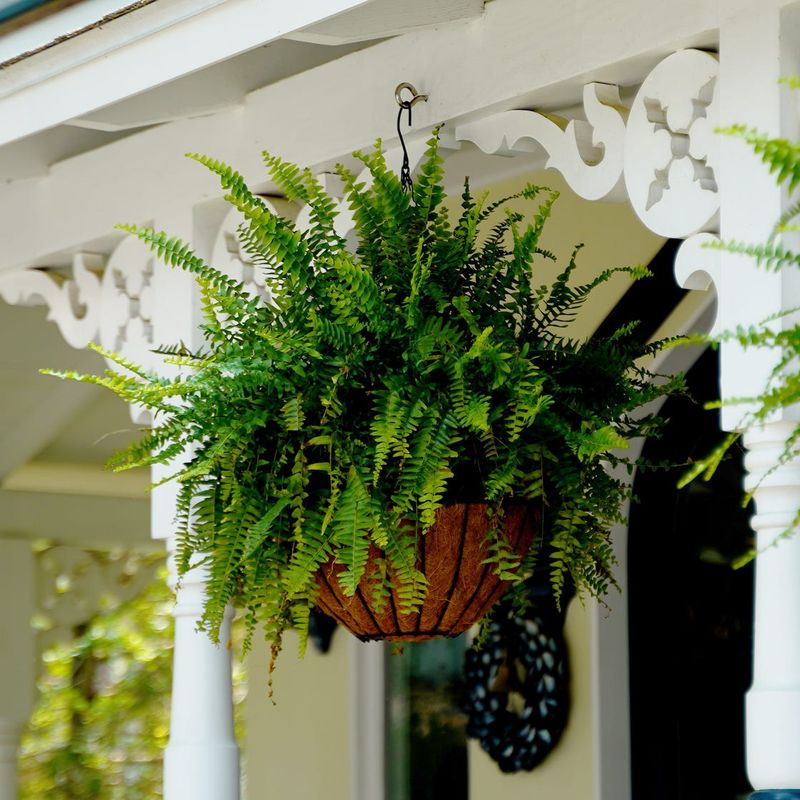 Ferns Need Filtered Light Before Summer Heat Peaks Ferns Need Filtered Light Before Summer Heat Peaks