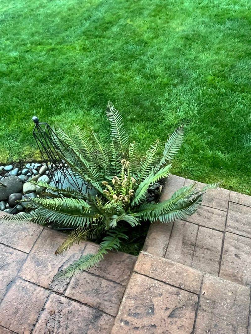 Ferns Want Moist Shade, Not Patio Heat Ferns Want Moist Shade, Not Patio Heat